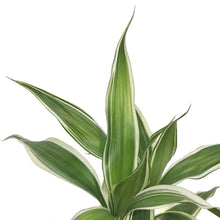 Load image into Gallery viewer, Dracaena, 4in, Ribbon Variegated
