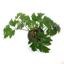 Load image into Gallery viewer, Ivy, 4in, Danish
