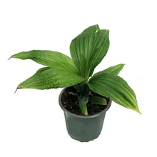 Load image into Gallery viewer, Jungle Drum, 4in
