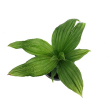 Load image into Gallery viewer, Jungle Drum, 4in
