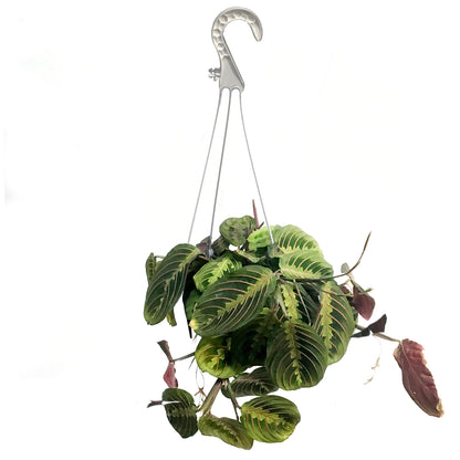 Maranta, 6in Hanging Basket, Red