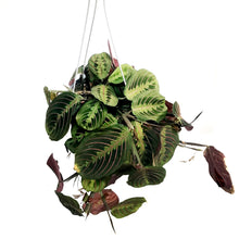 Load image into Gallery viewer, Maranta, 6in Hanging Basket, Red
