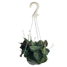 Load image into Gallery viewer, Maranta, 6in Hanging Basket, Silver Band
