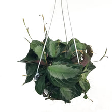 Load image into Gallery viewer, Maranta, 6in Hanging Basket, Silver Band
