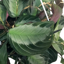 Load image into Gallery viewer, Maranta, 6in Hanging Basket, Silver Band

