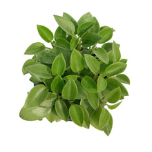 Load image into Gallery viewer, Peperomia, 4in, Astrid Variegated
