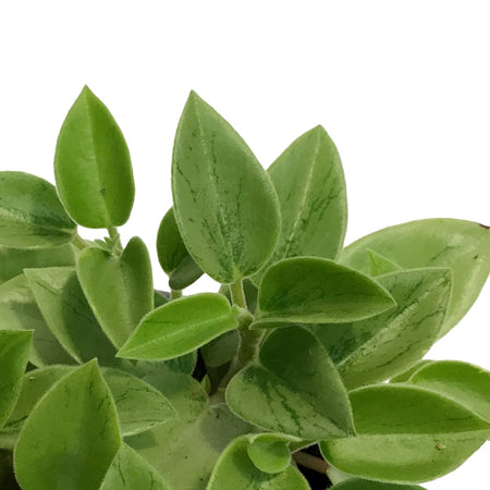 Peperomia, 4in, Astrid Variegated