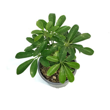 Load image into Gallery viewer, Schefflera, 4in, Arboricola Hawaiian Bush
