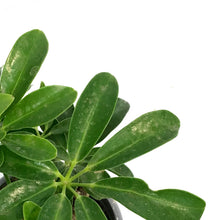 Load image into Gallery viewer, Schefflera, 4in, Arboricola Hawaiian Bush
