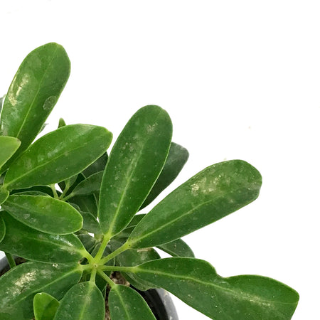 Schefflera, 4in, Arboricola Hawaiian Bush