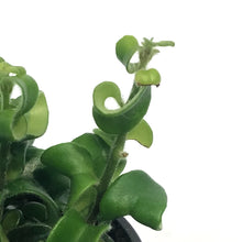 Load image into Gallery viewer, Lipstick Plant, 4in, Rasta

