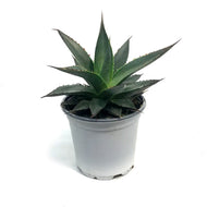 Succulent, 4in, Agave Shaka Zulu