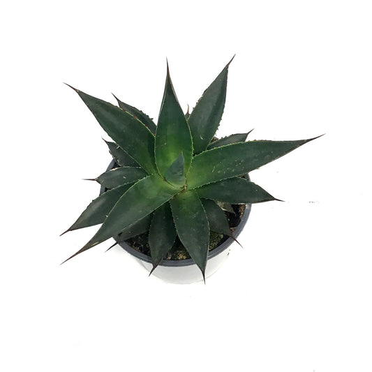 Succulent, 4in, Agave Shaka Zulu