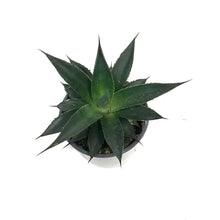 Load image into Gallery viewer, Succulent, 4in, Agave Shaka Zulu
