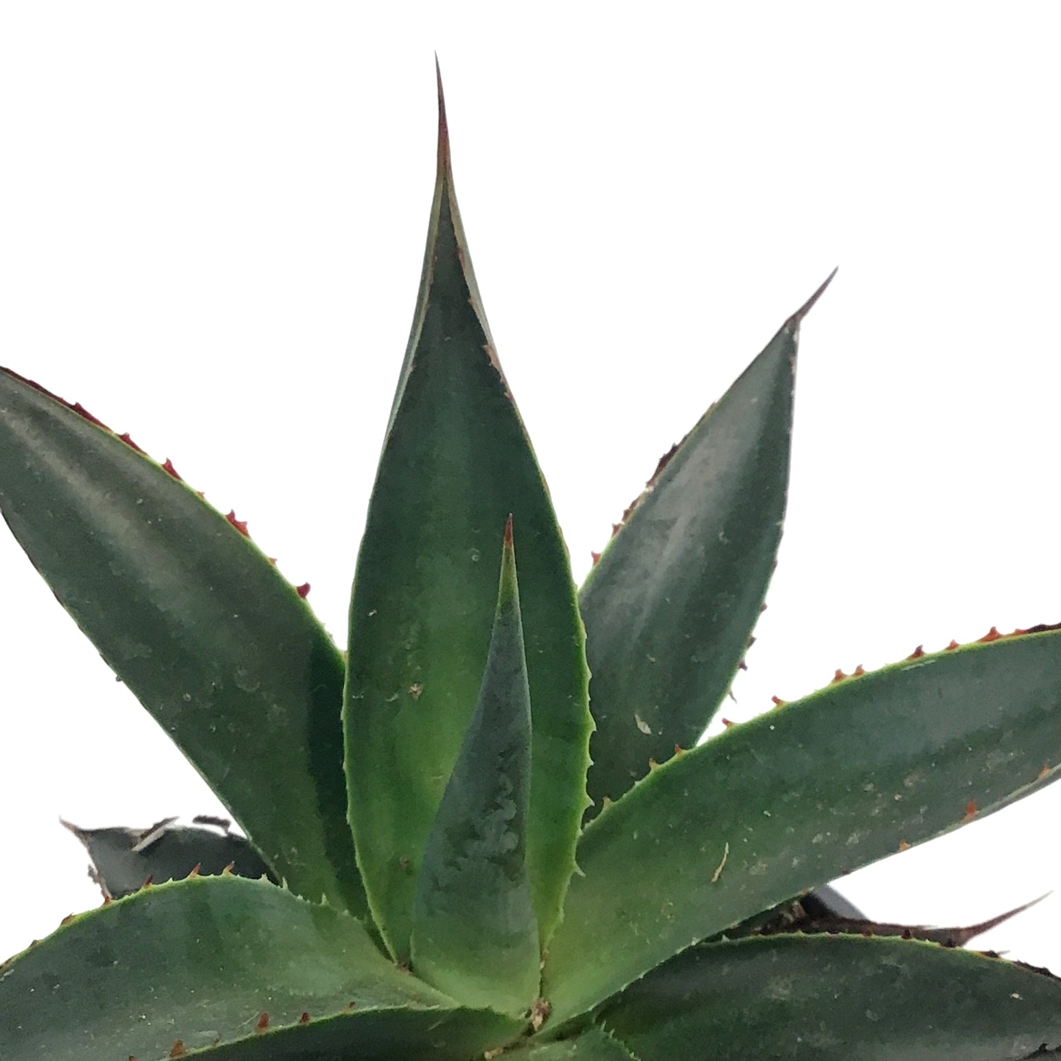 Succulent, 4in, Agave Shaka Zulu – Floral Acres Greenhouse & Garden Centre