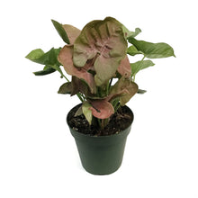 Load image into Gallery viewer, Syngonium, 4in, Singo Lava
