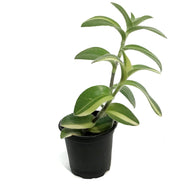 Tradescantia, 4in, Sillamontana Variegated