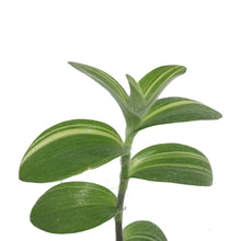 Load image into Gallery viewer, Tradescantia, 4in, Sillamontana Variegated
