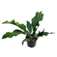 Anthurium, 6in, Hookeri