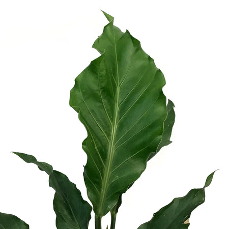 Anthurium, 6in, Hookeri
