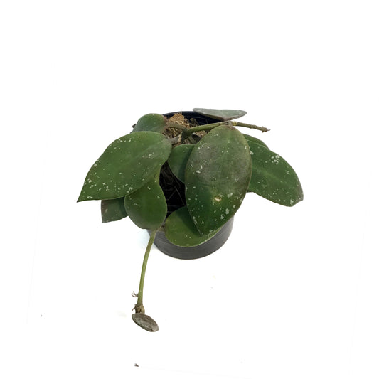 Hoya, 2.5in, Walliniana
