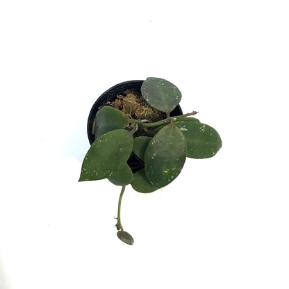 Hoya, 2.5in, Walliniana