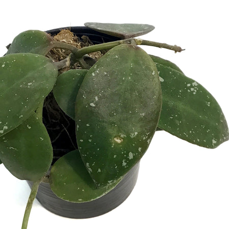 Hoya, 2.5in, Walliniana