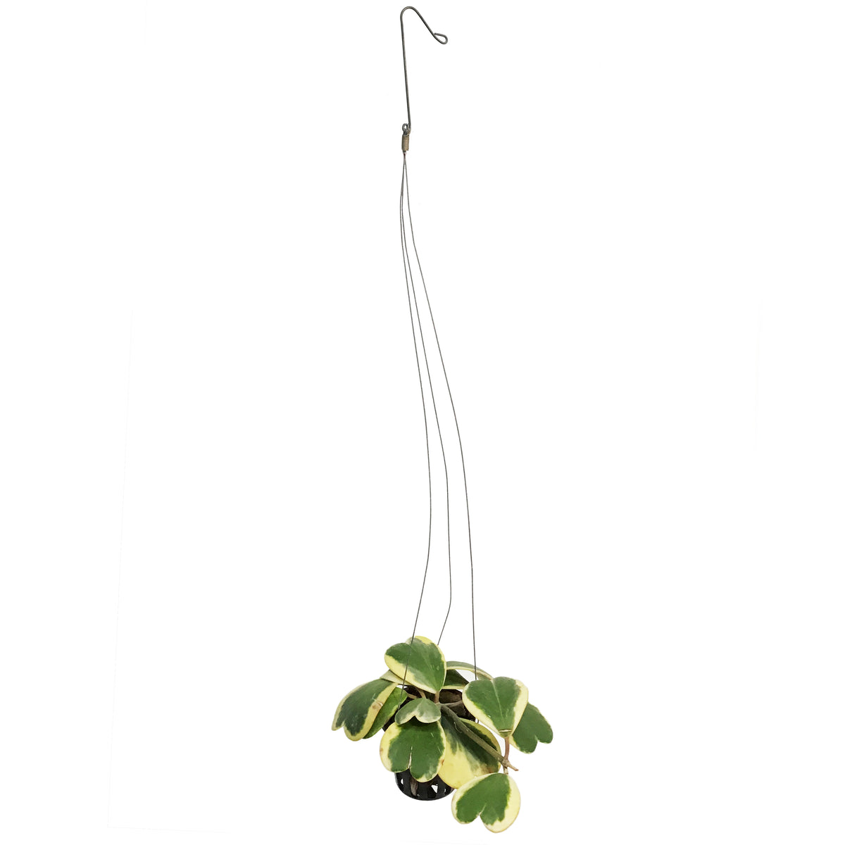 Hoya, 4in, Kerrii Variegated