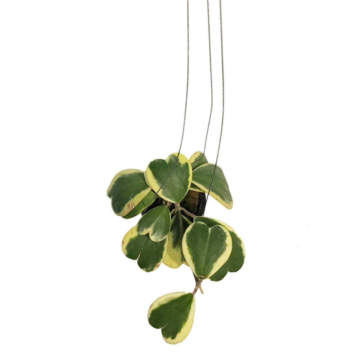 Hoya, 4in, Kerrii Variegated