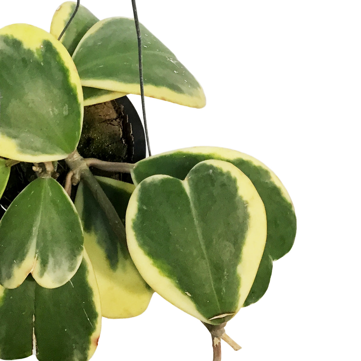Hoya, 4in, Kerrii Variegated