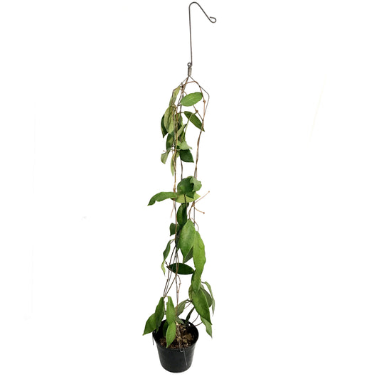 Hoya, 4in, Patella White Flower