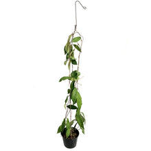 Load image into Gallery viewer, Hoya, 4in, Patella White Flower
