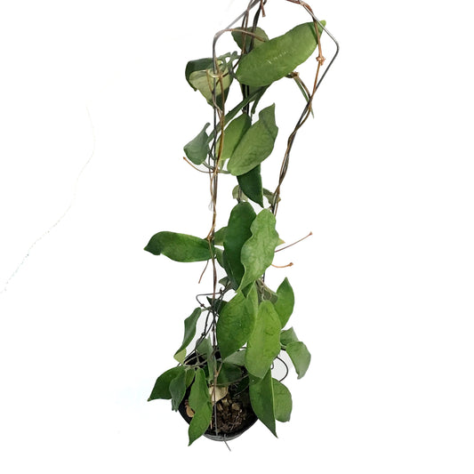 Hoya, 4in, Patella White Flower
