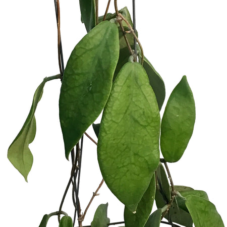 Hoya, 4in, Patella White Flower