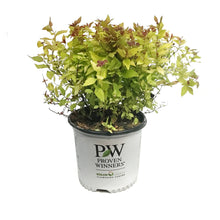 Load image into Gallery viewer, Spirea,8in,Double Play Dolly
