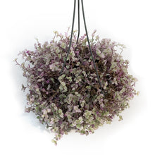 Load image into Gallery viewer, Callisia, 5in Hanging Basket, Rosato
