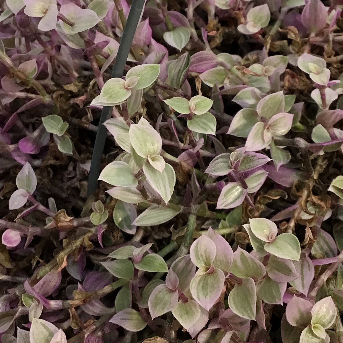 Callisia, 5in Hanging Basket, Rosato