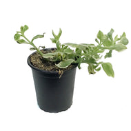 Succulent, 3.5in, Delosperma Mazoo