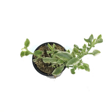 Load image into Gallery viewer, Succulent, 3.5in, Delosperma Mazoo
