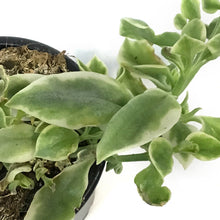 Load image into Gallery viewer, Succulent, 3.5in, Delosperma Mazoo
