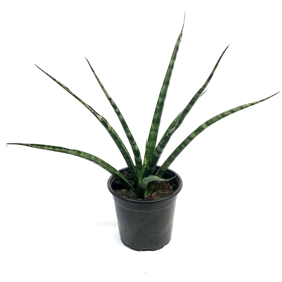 Sansevieria, 4in, Fernwood, Torch