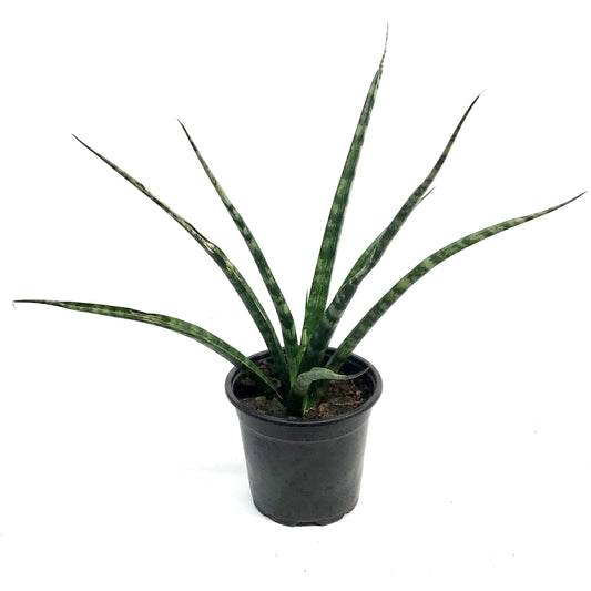 Sansevieria, 4in, Fernwood, Torch
