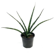 Sansevieria, 4in, Fernwood, Torch