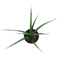 Load image into Gallery viewer, Sansevieria, 4in, Fernwood, Torch
