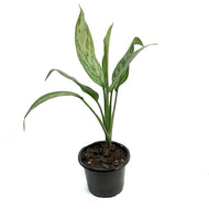 Aglaonema, 4in, Christina