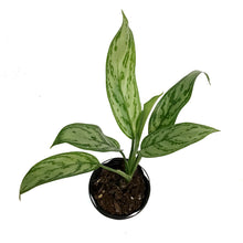 Load image into Gallery viewer, Aglaonema, 4in, Christina
