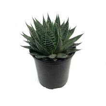 Load image into Gallery viewer, Aloe, 4in, Aristata
