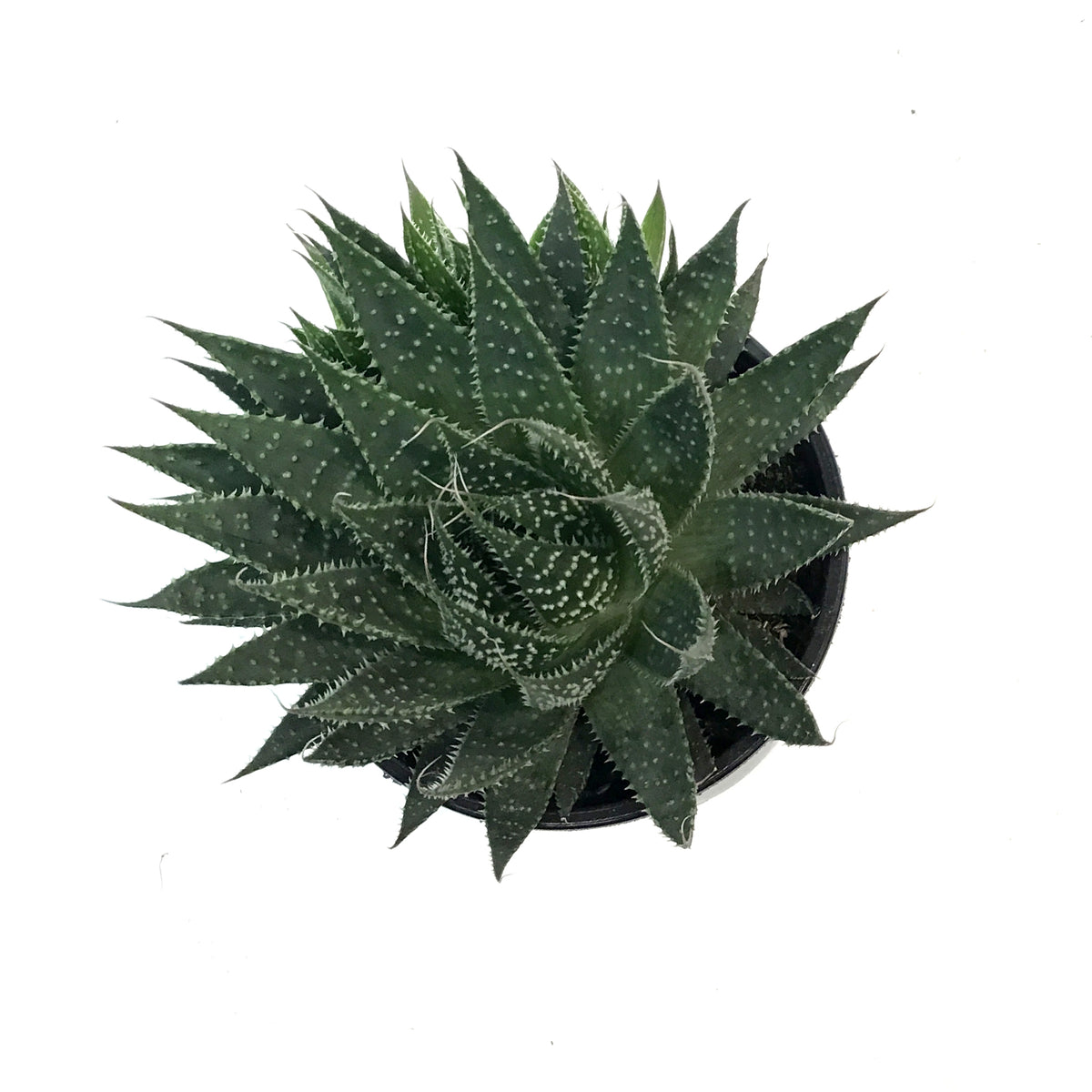 Aloe, 4in, Aristata