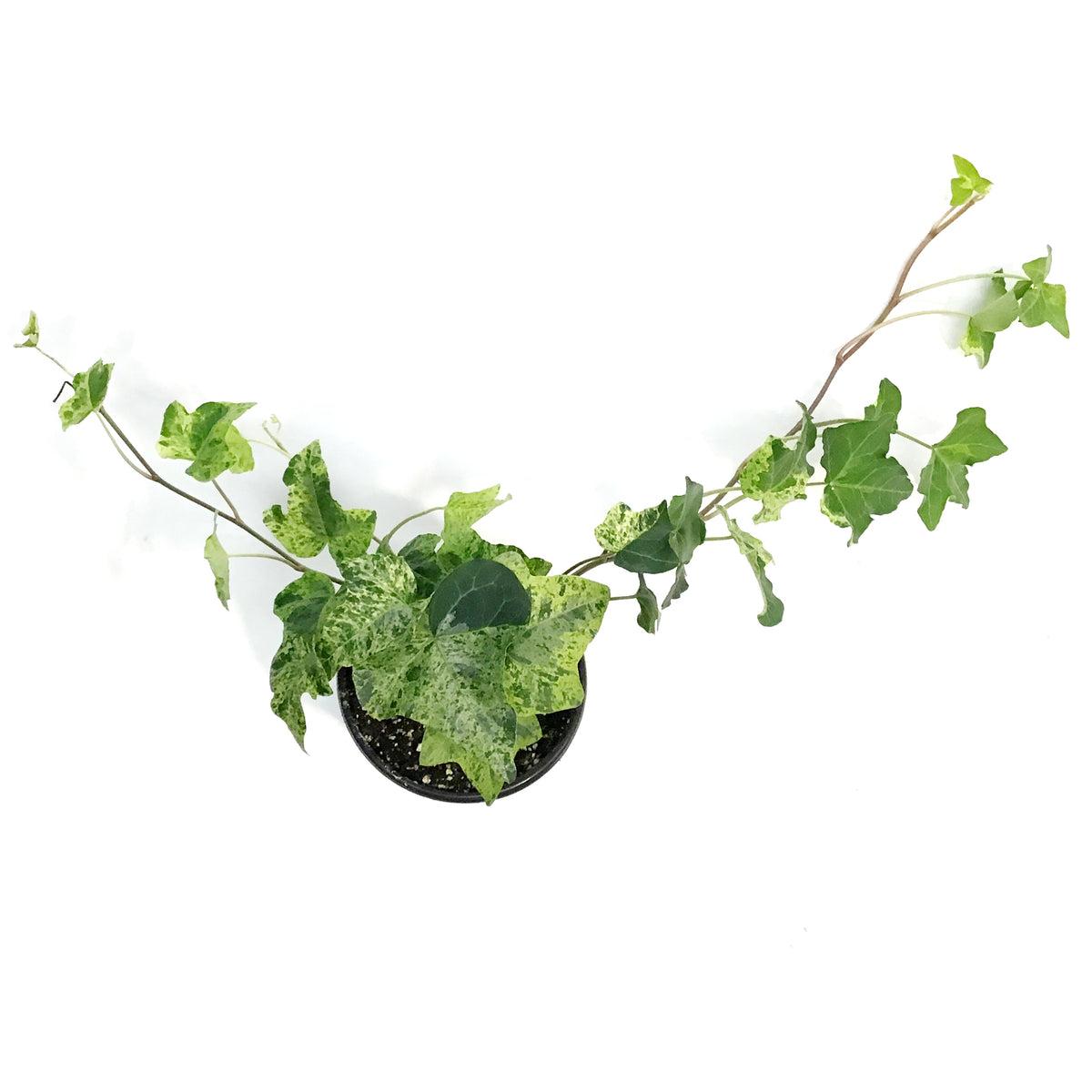 Ivy, 4in, Luzii