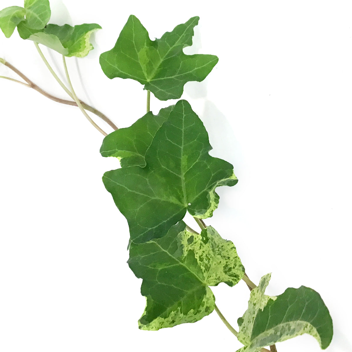Ivy, 4in, Luzii
